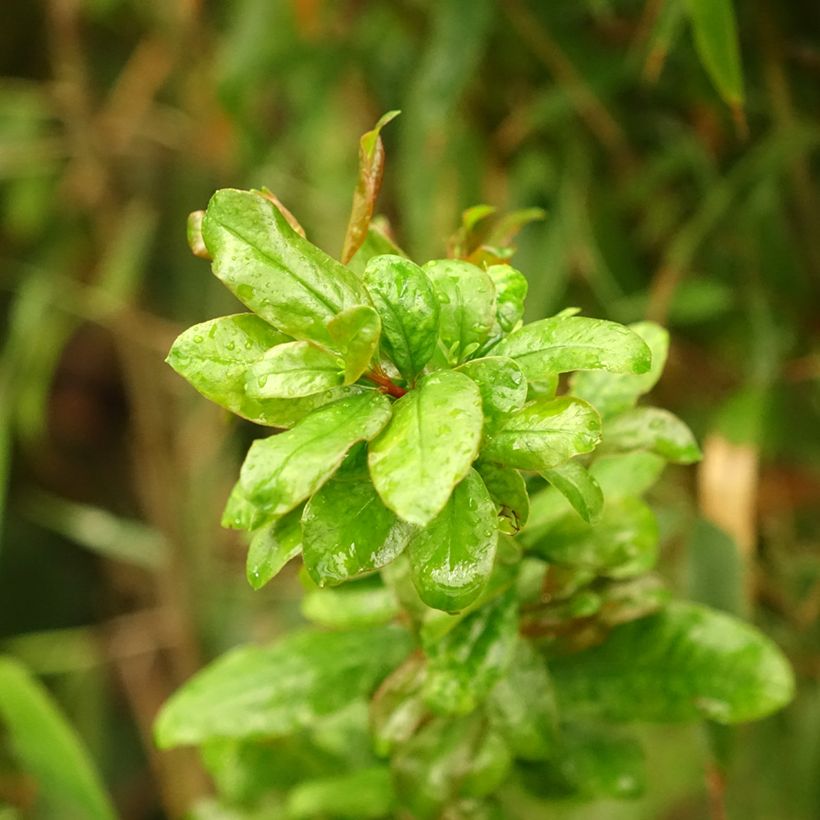 Punica granatum Noshi Shibari - Granatapfelbaum (Foliage)