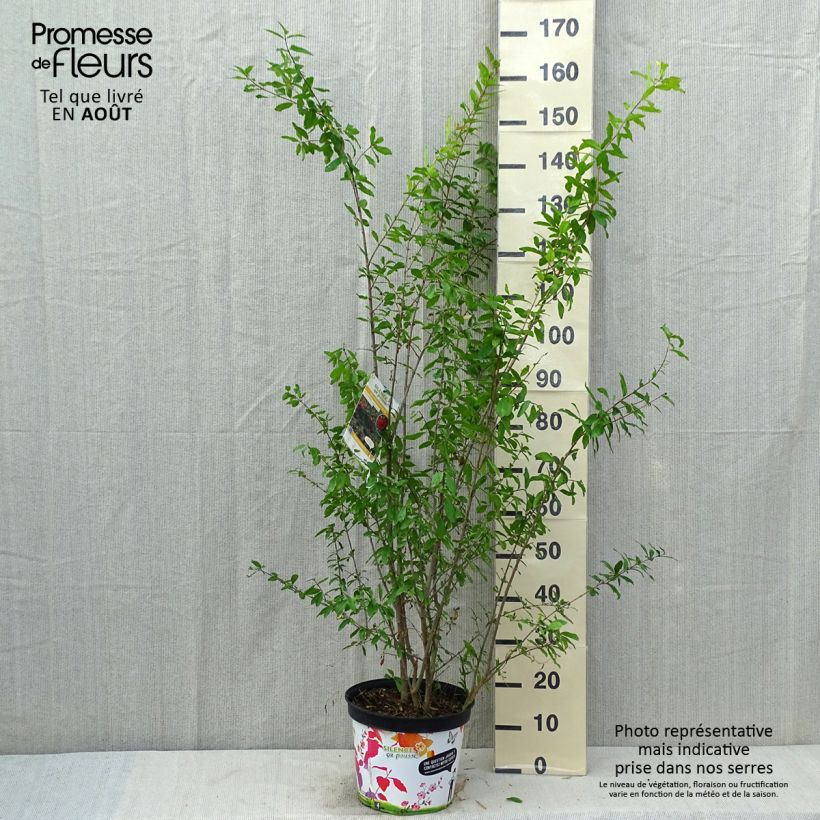 Exemplar von Granatapfelbaum Plena - Punica granatum Topf mit 7,5L/10L, Strauch wie im Sommer geliefert