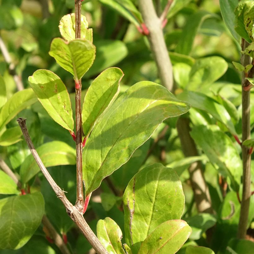 Punica granatum Acco (Samen) - Granatapfelbaum (Foliage)
