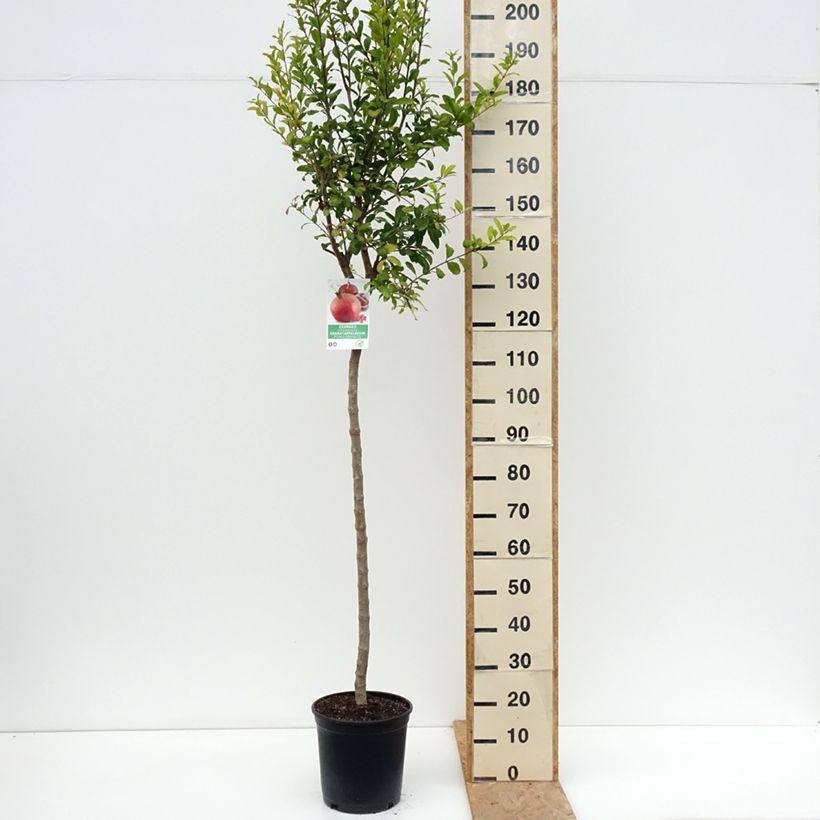 Example of Punica granatum Acco (Samen) - Granatapfelbaum Topf mit 7,5L/10L, Halbstamm as you get in ete