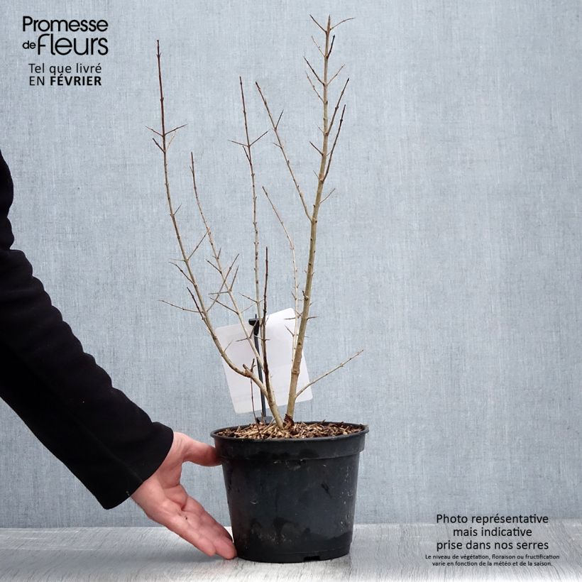 Exemplar von Granatapfelbaum Black Fruit - Punica granatum Topf mit 7,5L/10L, Strauch wie im Winter geliefert