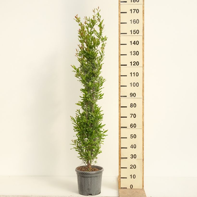 Exemplar von Granatapfelbaum Black Fruit - Punica granatum Topf mit 7,5L/10L, Strauch wie im Frühjahr geliefert