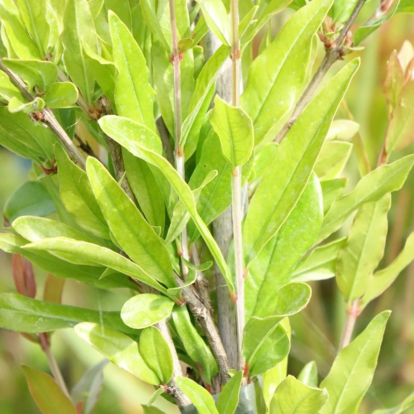 Granatapfelbaum Dente di leone - Punica granatum (Foliage)
