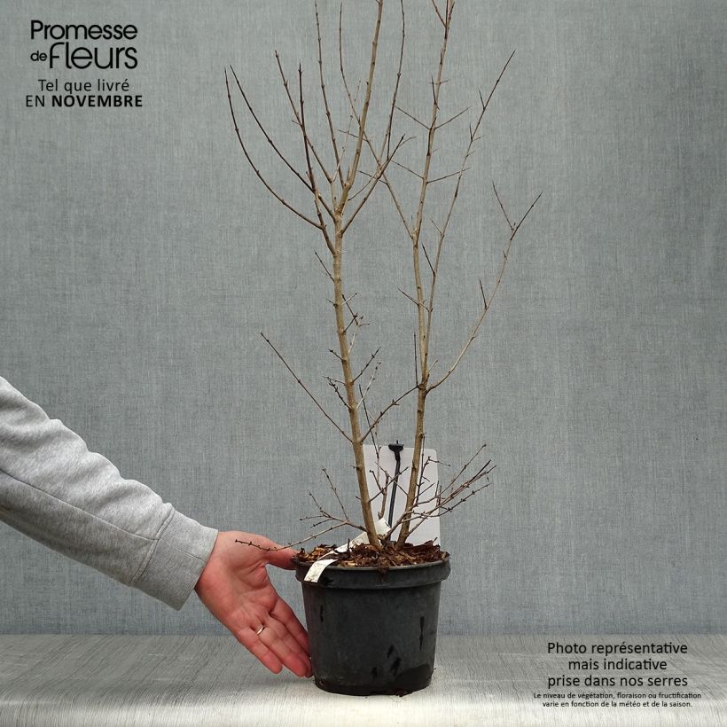 Example of Granatapfelbaum Dente di leone - Punica granatum Topf mit 1,5L/2L, Strauch/Busch, mehrstämmig as you get in automne