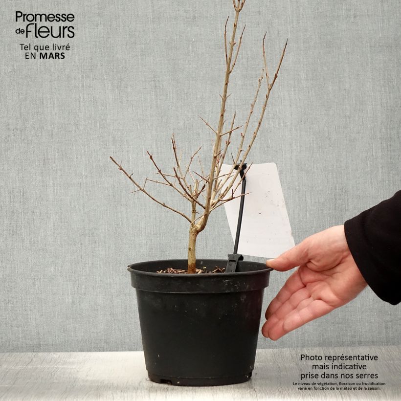 Exemplar von Granatapfelbaum Dente di leone - Punica granatum Topf mit 1,5L/2L, Strauch/Busch, mehrstämmig wie im Frühjahr geliefert