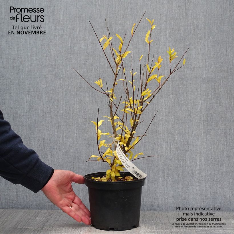 Example of Granatapfelbaum Fina Tendral - Punica granatum Topf mit 2L/3L, Strauch as you get in automne