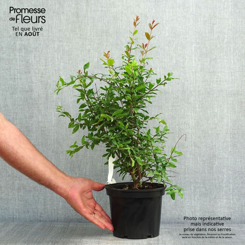 Exemplar von Granatapfelbaum Fina Tendral - Punica granatum Topf mit 2L/3L, Strauch wie im Sommer geliefert