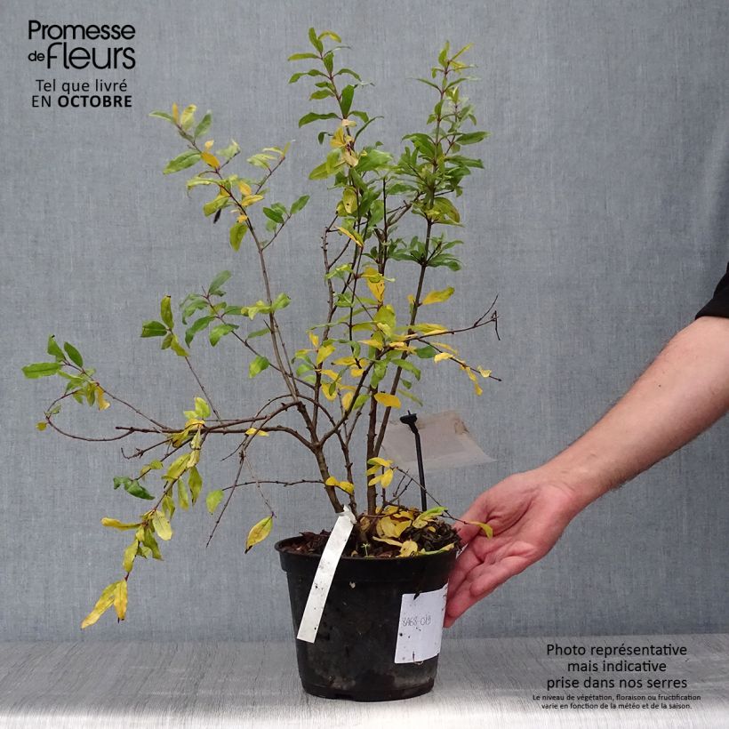 Example of Granatapfelbaum Mollar de Elche - Punica granatum Topf mit 1,5L/2L, Strauch/Busch, mehrstämmig as you get in automne