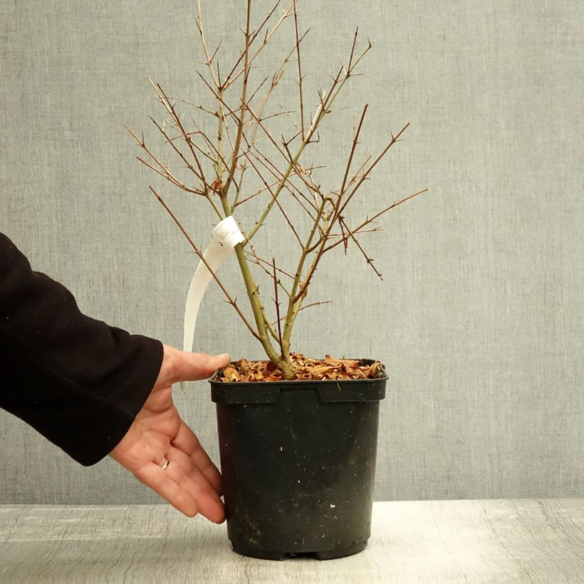 Example of Granatapfelbaum Parfianka - Punica granatum Topf mit 3L/4L, Strauch as you get in automne