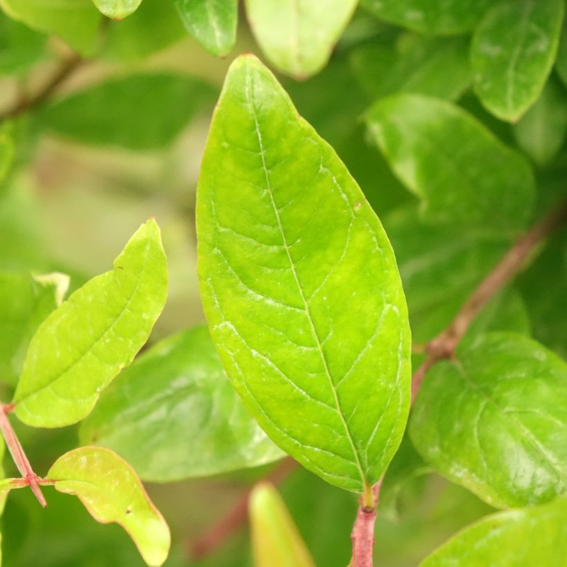Granatapfelbaum - Punica granatum (Foliage)