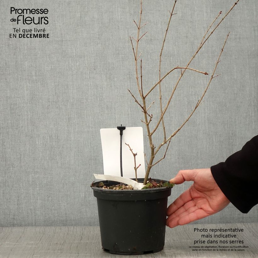 Example of Granatapfelbaum Provence - Punica granatum Topf mit 1,5L/2L, Strauch/Busch, mehrstämmig as you get in automne