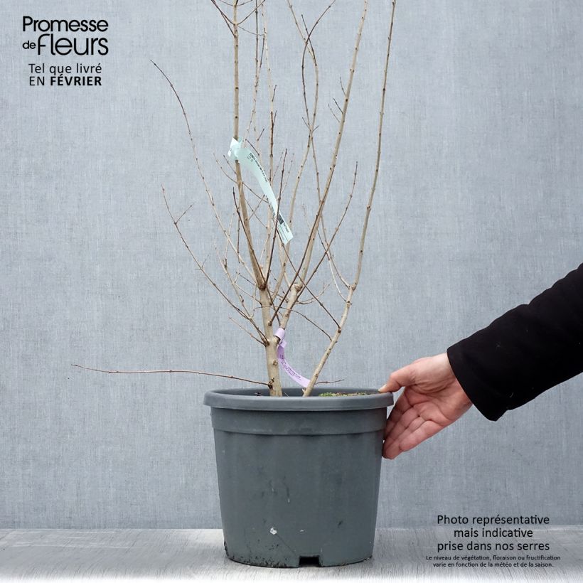 Exemplar von Granatapfelbaum Provence - Punica granatum Topf mit 1,5L/2L, Strauch/Busch, mehrstämmig wie im Winter geliefert