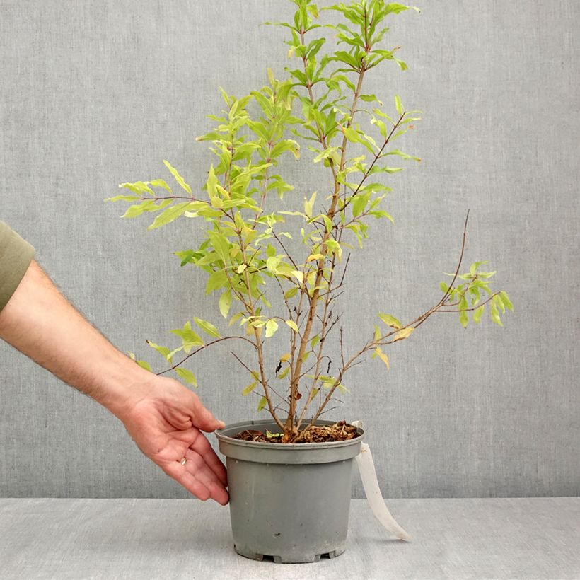 Exemplar von Granatapfelbaum Wonderful - Punica granatum Topf mit 3L/4L, Strauch/Busch, mehrstämmig wie im Herbst geliefert