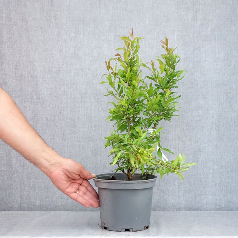 Example of Granatapfelbaum Wonderful - Punica granatum Topf mit 3L/4L, Strauch/Busch, mehrstämmig as you get in ete