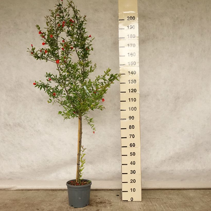 Example of Granatapfelbaum Wonderful - Punica granatum Topf mit 7,5L/10L, Halbstamm as you get in ete