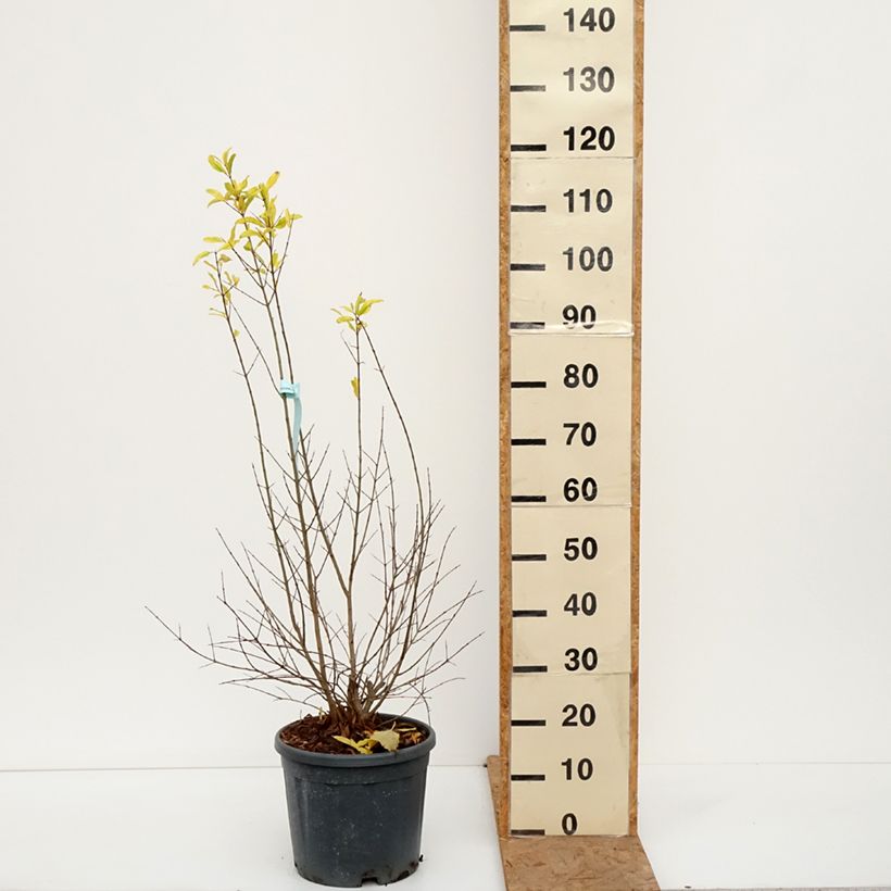 Exemplar von Granatapfelbaum Wonderful - Punica granatum Topf mit 7,5L/10L, Halbstamm wie im Herbst geliefert