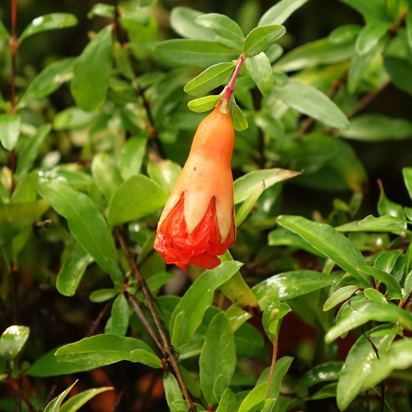 Granatapfelbaum Chico - Punica granatum (Flowering)