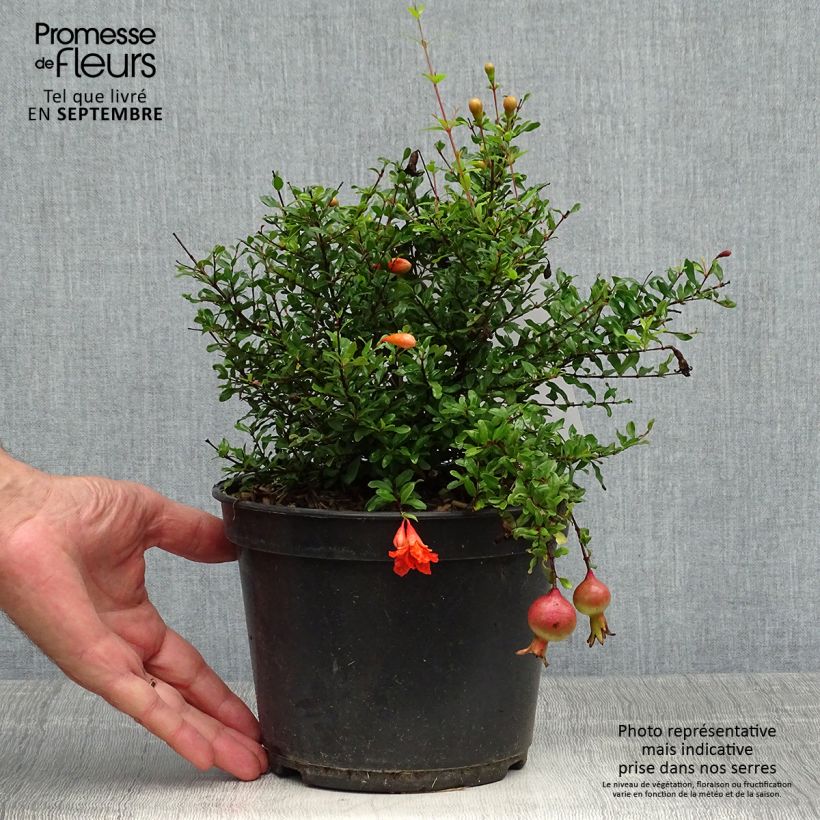 Example of Granatapfelbaum Chico - Punica granatum Topf mit 3L/4L, Strauch/Busch, mehrstämmig as you get in automne