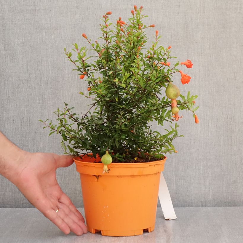 Exemplar von Granatapfelbaum Chico - Punica granatum Topf mit 3L/4L, Strauch/Busch, mehrstämmig wie im Sommer geliefert