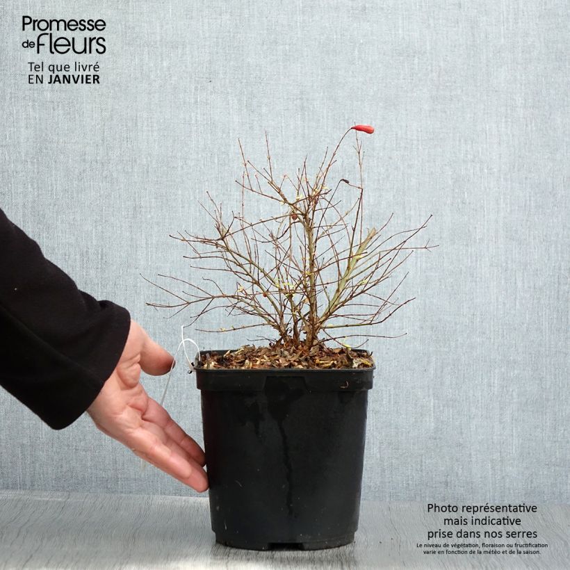 Exemplar von Granatapfelbaum Chico - Punica granatum Topf mit 3L/4L, Strauch/Busch, mehrstämmig wie im Winter geliefert