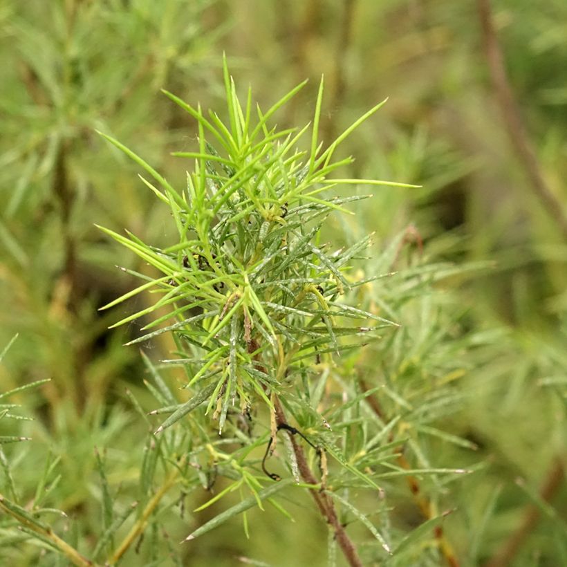 Grevillea gracilis Alba - Silbereiche (Foliage)