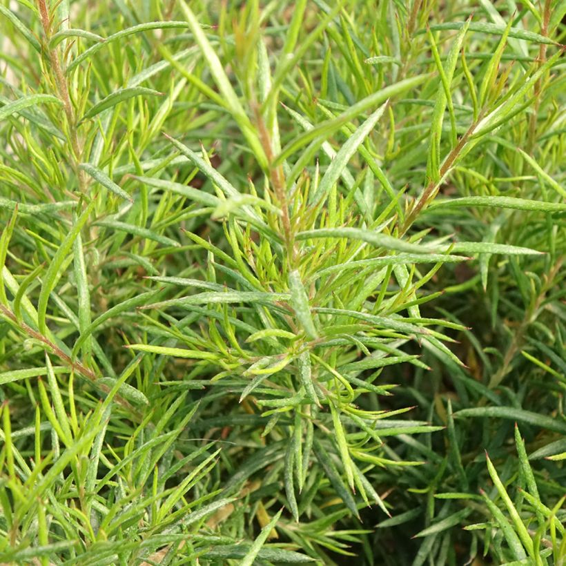 Grevillea gracilis Clearview David - Silbereiche (Foliage)
