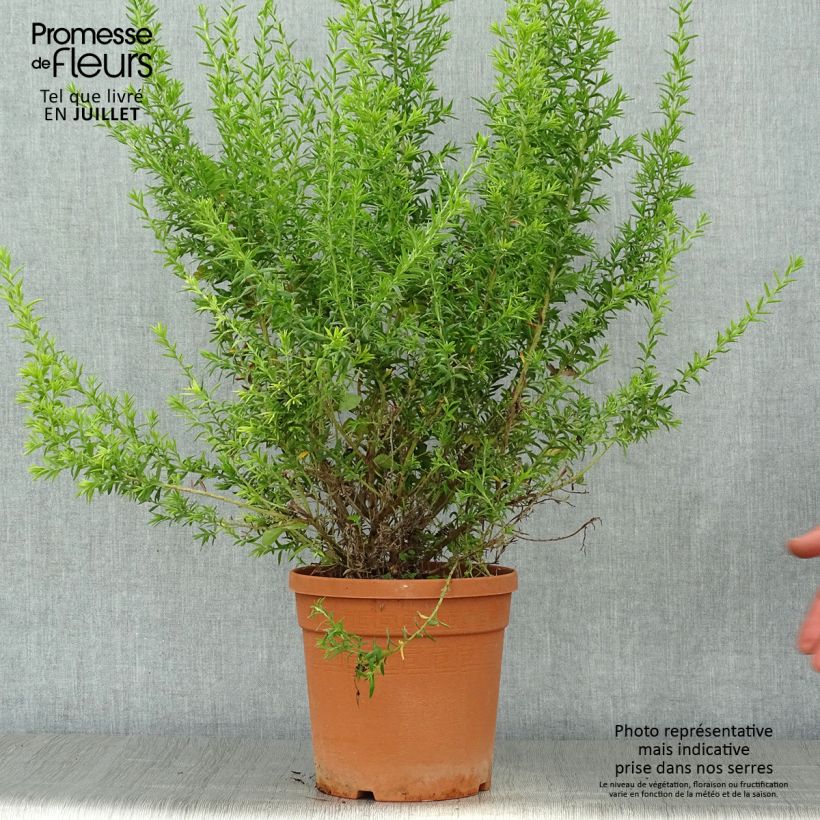Example of Grevillea gracilis Clearview David - Silbereiche Topf mit 2L/3L as you get in ete