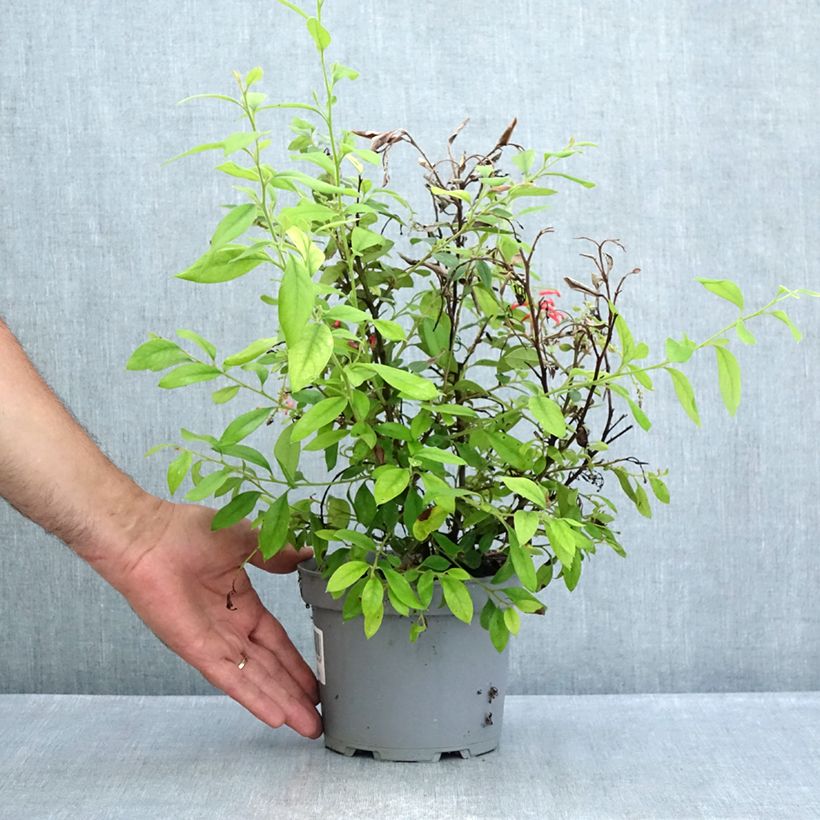 Example of Grevillea rhyolitica - Australische Silbereiche Topf mit 2L/3L as you get in ete