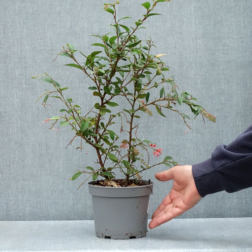 Exemplar von Grevillea rhyolitica - Australische Silbereiche Topf mit 2L/3L wie im Frühjahr geliefert
