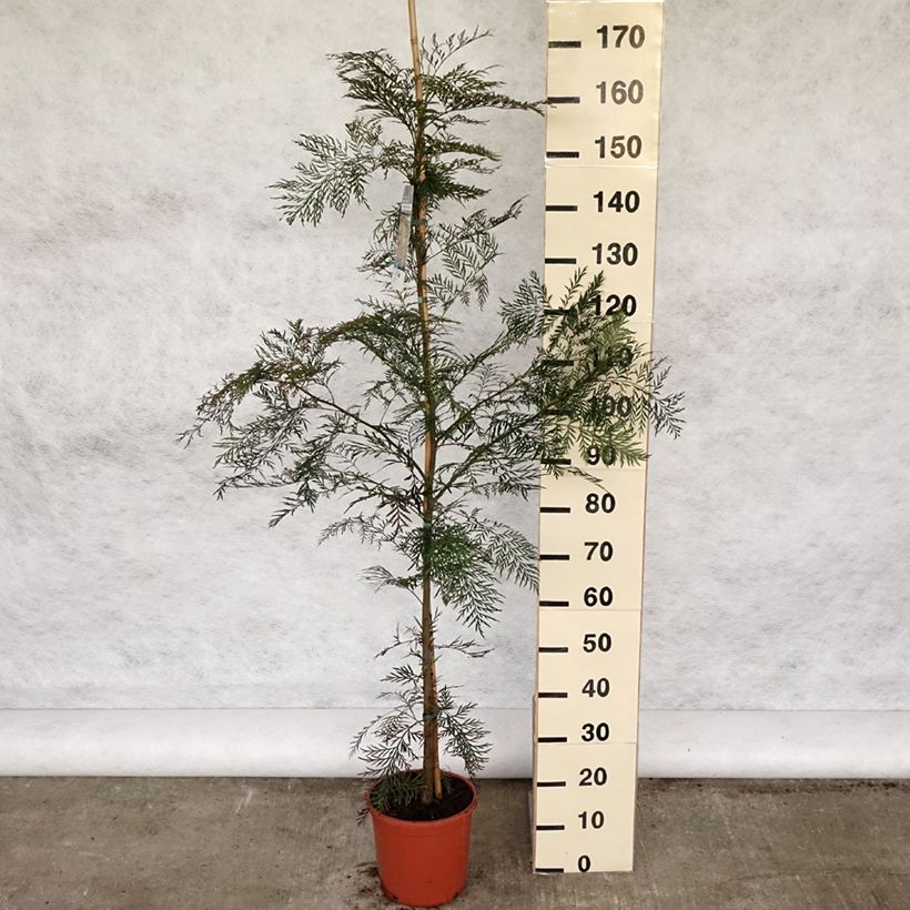 Exemplar von Grevillea robusta - Silbereiche Topf mit 7,5L/10L wie im Frühjahr geliefert