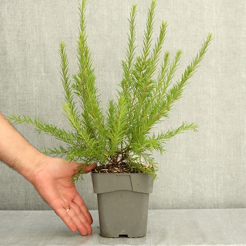 Exemplar von Grevillea rosmarinifolia Rosa Jenkinsii - Rosmarin-Silbereiche Topf mit 2L/3L wie im Sommer geliefert