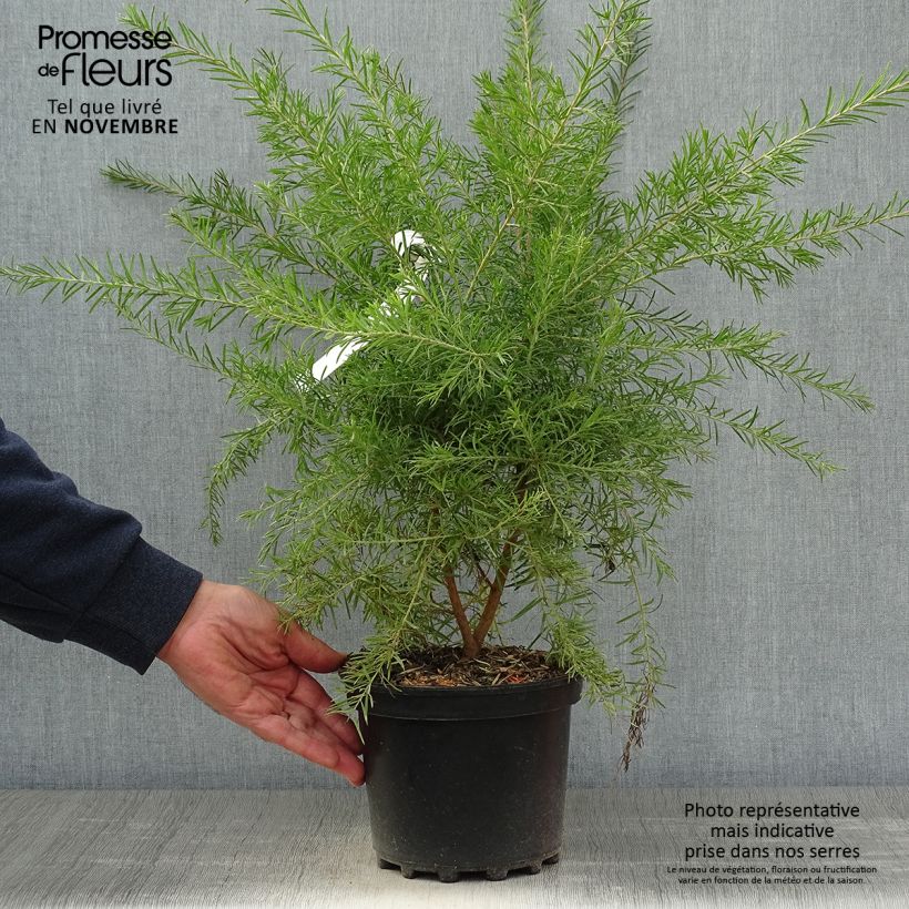 Example of Grevillea rosmarinifolia Rosa Jenkinsii - Rosmarin-Silbereiche Topf mit 3L/4L as you get in automne