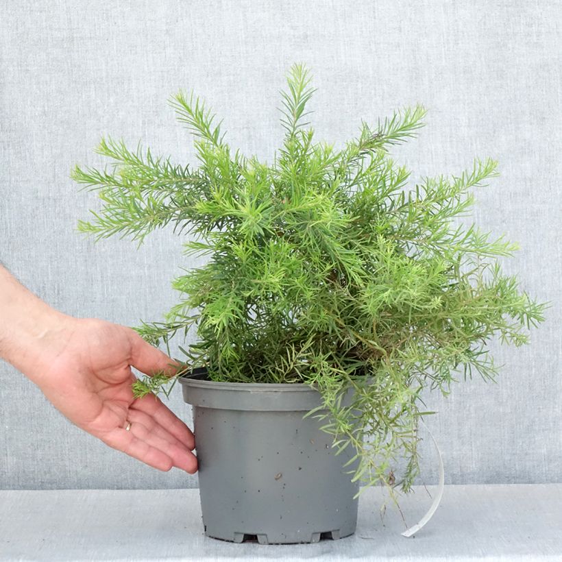 Exemplar von Grevillea rosmarinifolia Rosa Jenkinsii - Rosmarin-Silbereiche Topf mit 3L/4L wie im Frühjahr geliefert