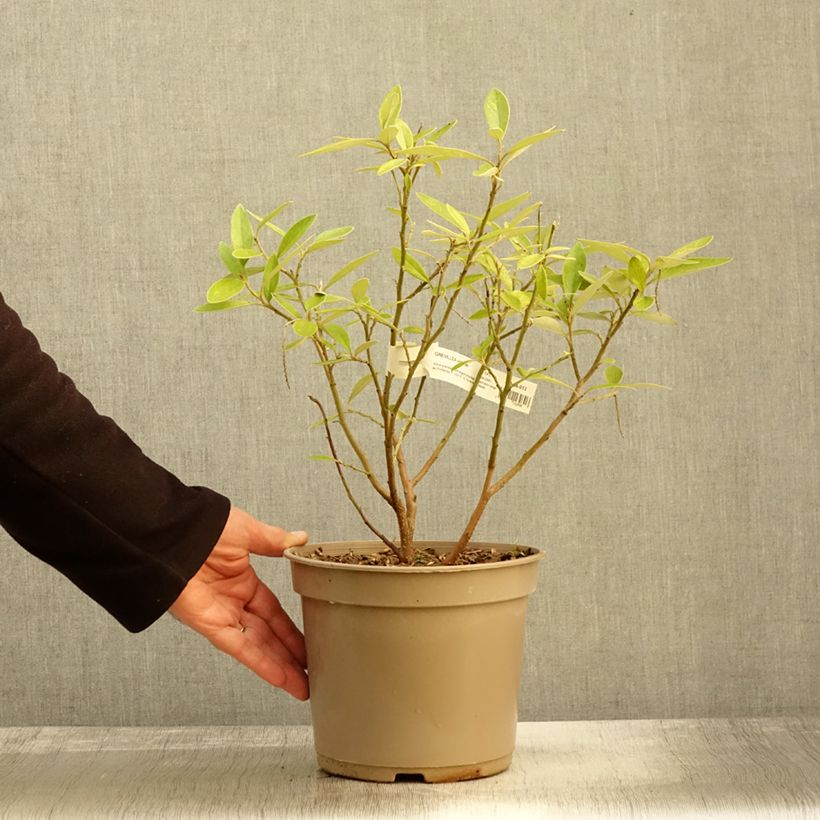 Example of Grevillea victoriae - Silbereiche Topf mit 4L/5L as you get in automne
