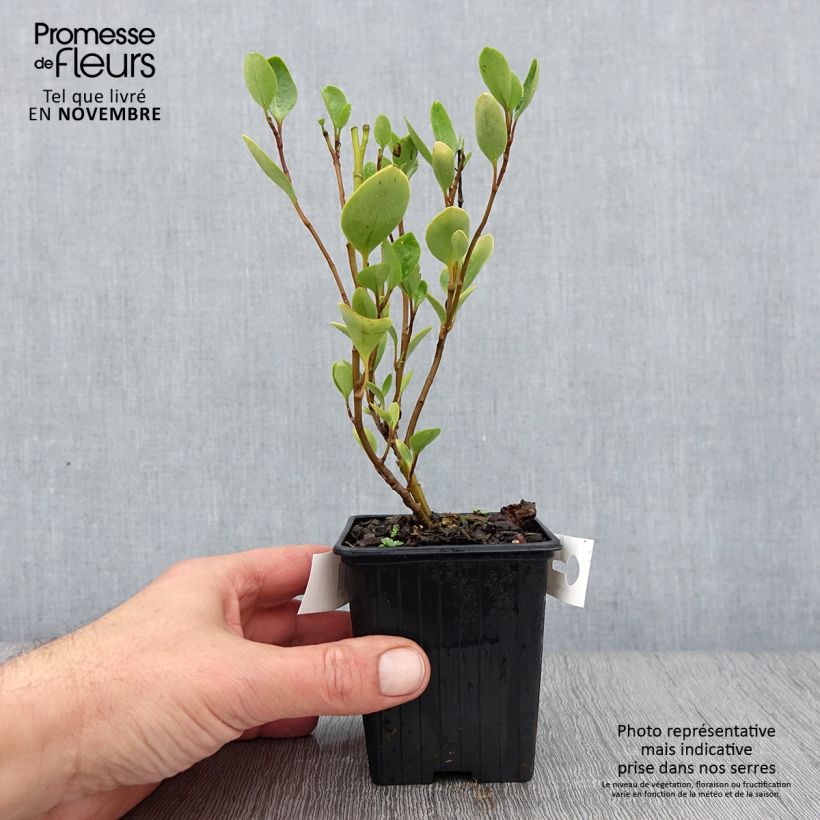 Example of Griseline - Griselinia littoralis Kleine Töpfe von 8/9 cm as you get in automne