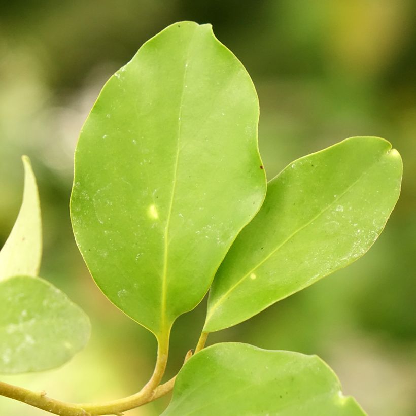 Griseline - Griselinia lucida (Foliage)