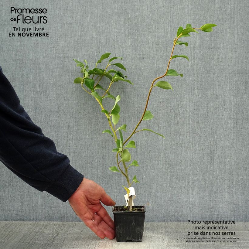 Example of Griseline - Griselinia lucida Kleine Töpfe von 8/9 cm as you get in automne