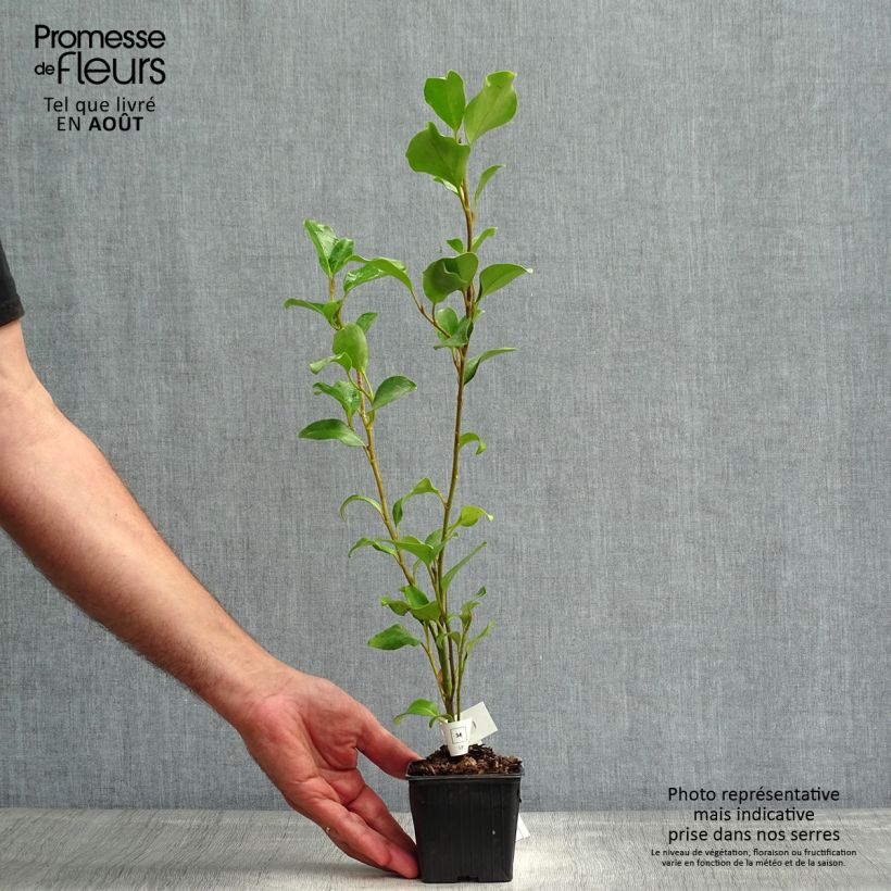 Exemplar von Griseline - Griselinia lucida Kleine Töpfe von 8/9 cm wie im Sommer geliefert