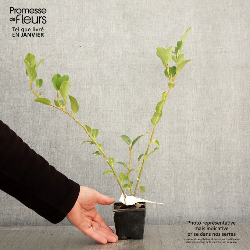 Exemplar von Griseline - Griselinia lucida Kleine Töpfe von 8/9 cm wie im Winter geliefert