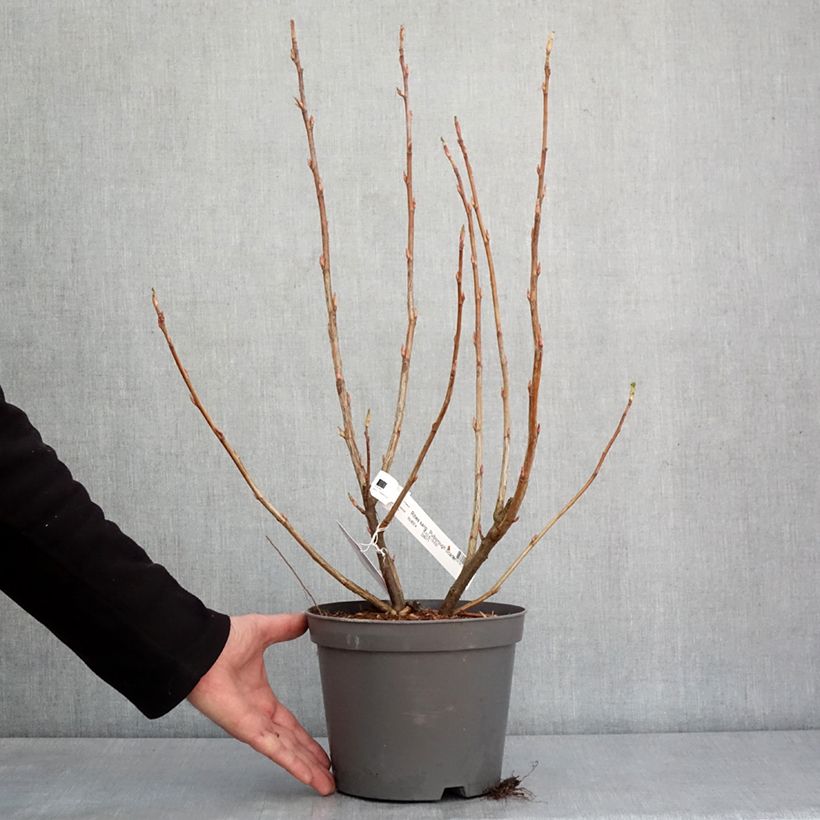 Example of Blut-Johannisbeere Pulborough Scarlet - Ribes sanguineum Topf mit 2L/3L as you get in hiver