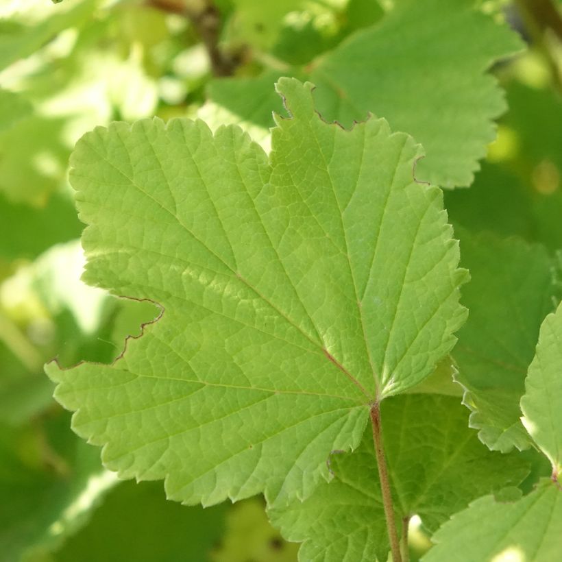 Weiße Johannisbeere Blanka Bio (Foliage)