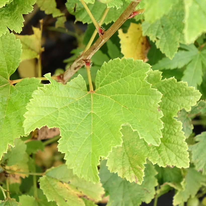 Weiße Johannisbeere Blanka (Foliage)