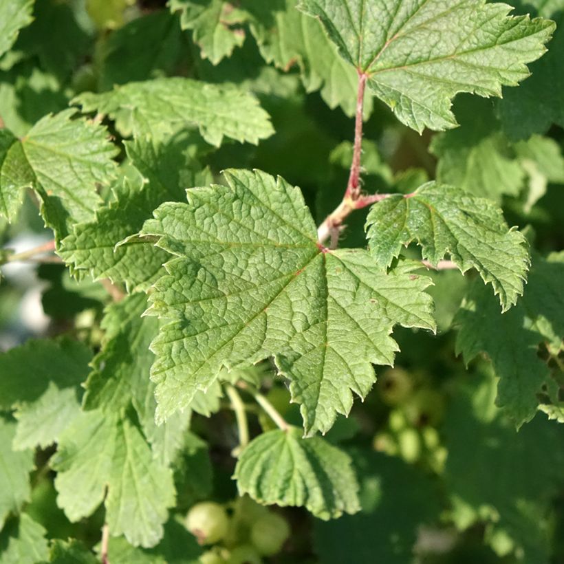 Rote Johannisbeere Weiße aus Jüterbog (Foliage)