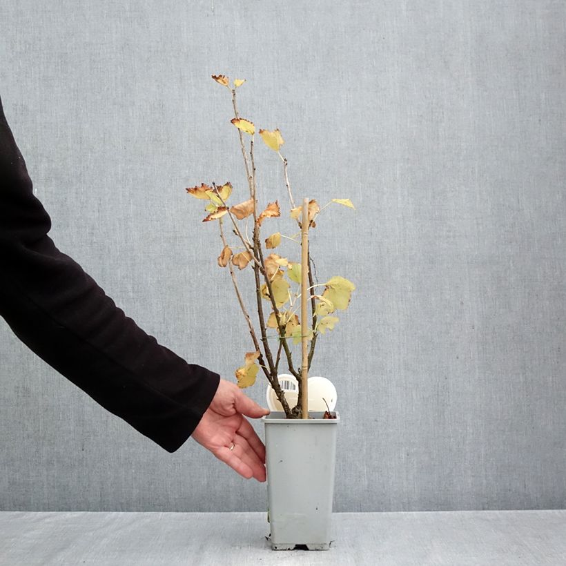 Exemplar von Rote Johannisbeere Werdavia Topf mit 2L/3L, Halbstamm wie im Herbst geliefert