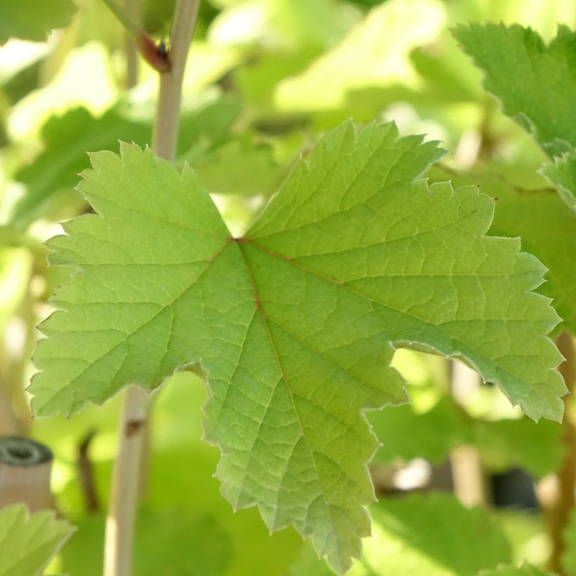 Rote Johannisbeere Werdavia (Foliage)