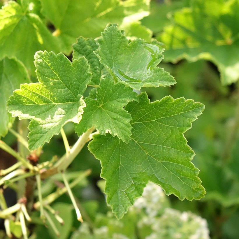 Rote Johannisbeere Zitavia (Foliage)