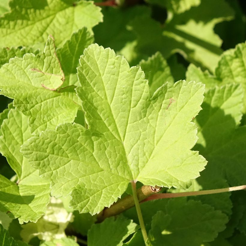 Rote Johannisbeere Jonkheer van Tets (Foliage)