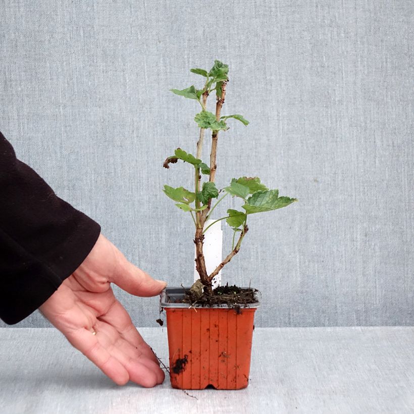 Exemplar von Rote Johannisbeere Jonkheer van Tets Kleine Töpfe von 8/9 cm wie im Herbst geliefert
