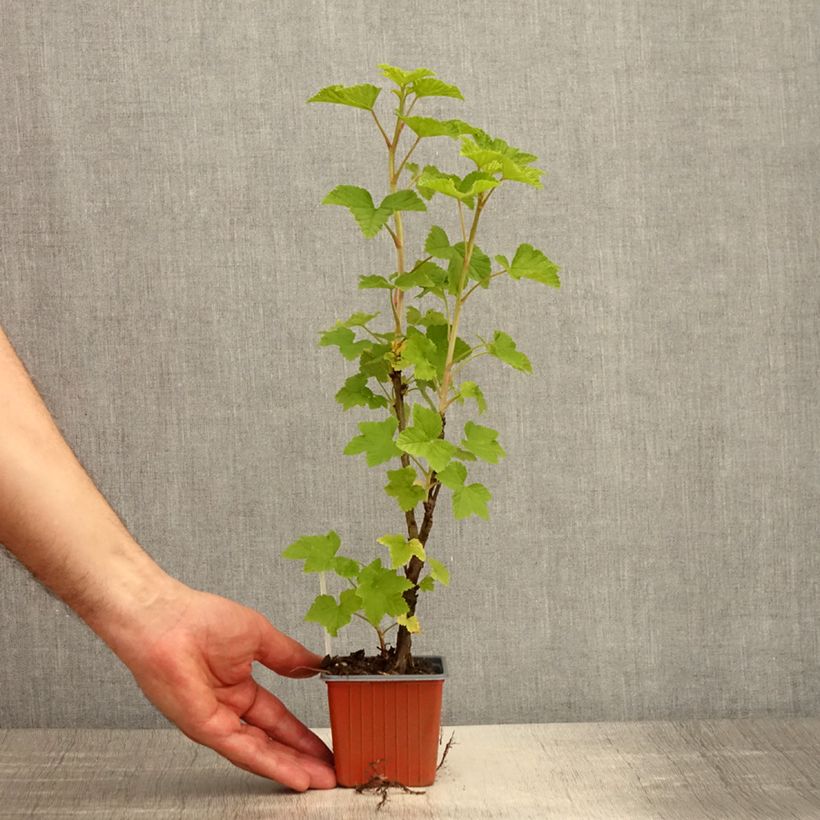 Example of Rote Johannisbeere Jonkheer van Tets Kleine Töpfe von 8/9 cm as you get in printemps