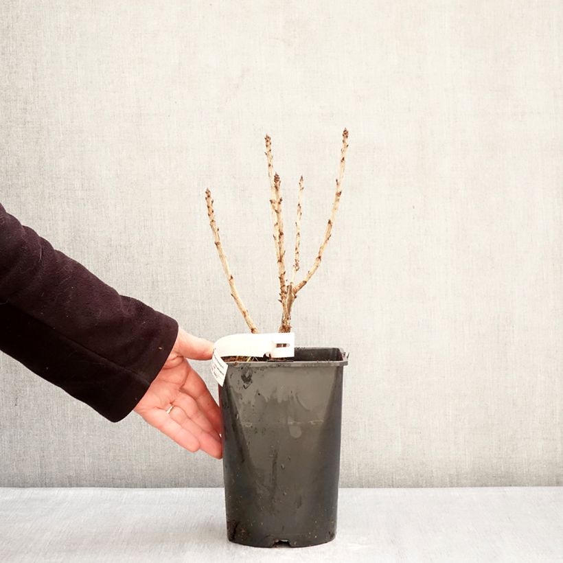 Exemplar von Rote Johannisbeere Junifer Topf mit 2L/3L, Strauch wie im Winter geliefert